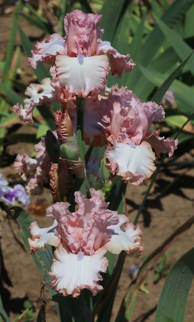 Eyes Of An Angel MidAmerica Garden